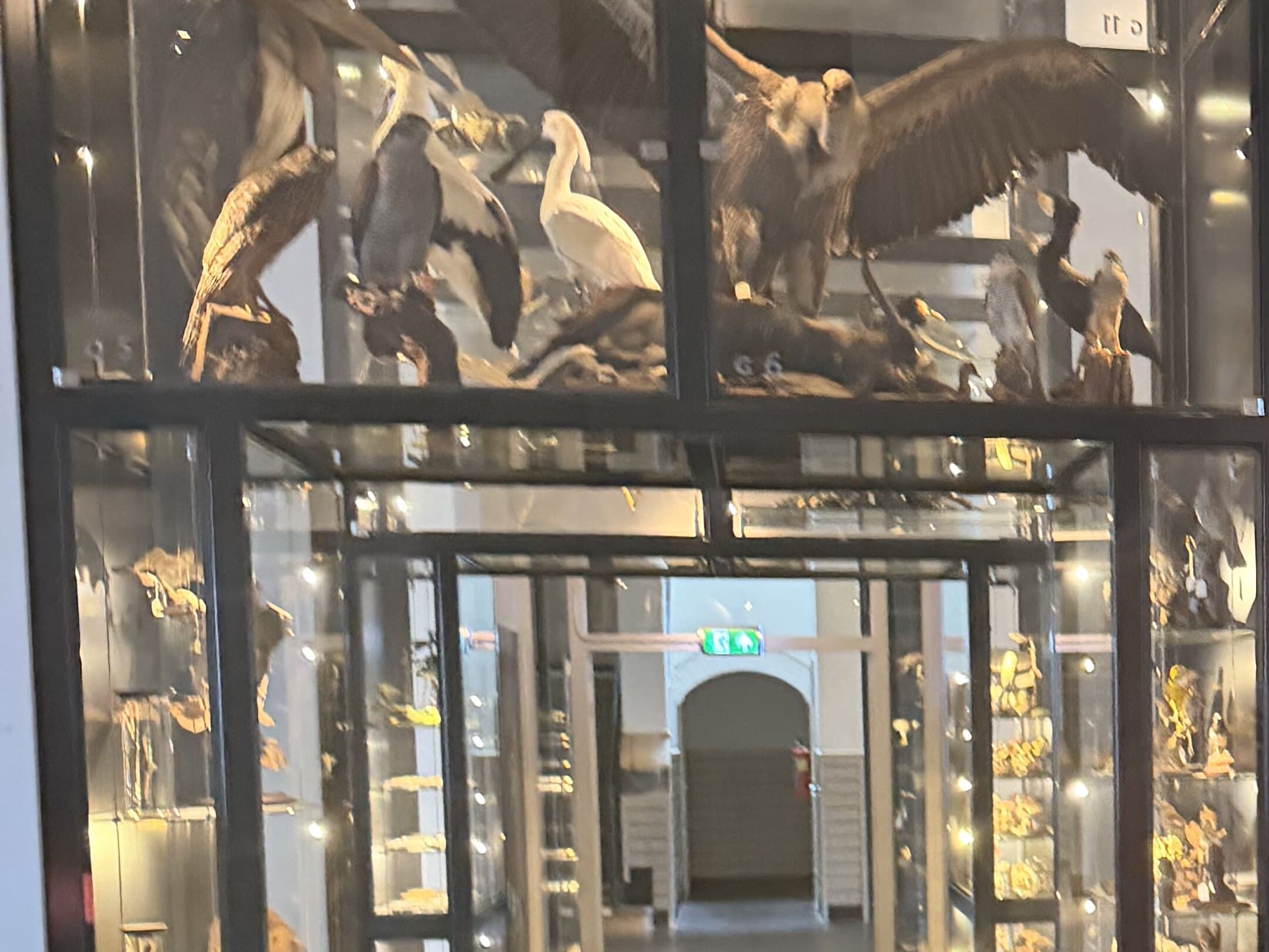 Verlichte museumvitrines met opgezette vogels, waaronder een vogel met gespreide vleugels, langs een gang die uitkomt op een verlichte deuropening.